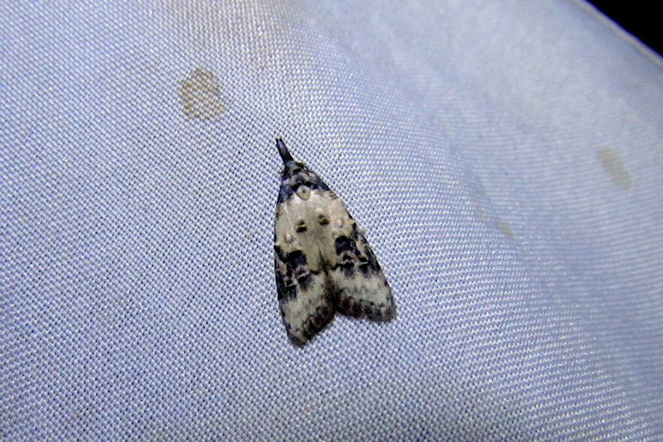 Carposina scirrhosella - közönséges csipkebogyómoly