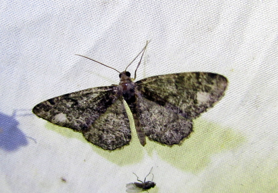 Parectropis similaria - barna zuzmóaraszoló