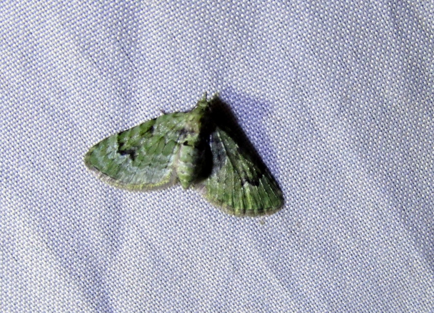 Chloroclystis v-ata - zöldes törpearaszoló