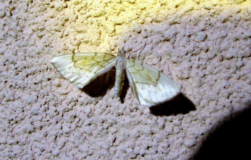 Eulithis pyraliata - sárga galajaraszoló