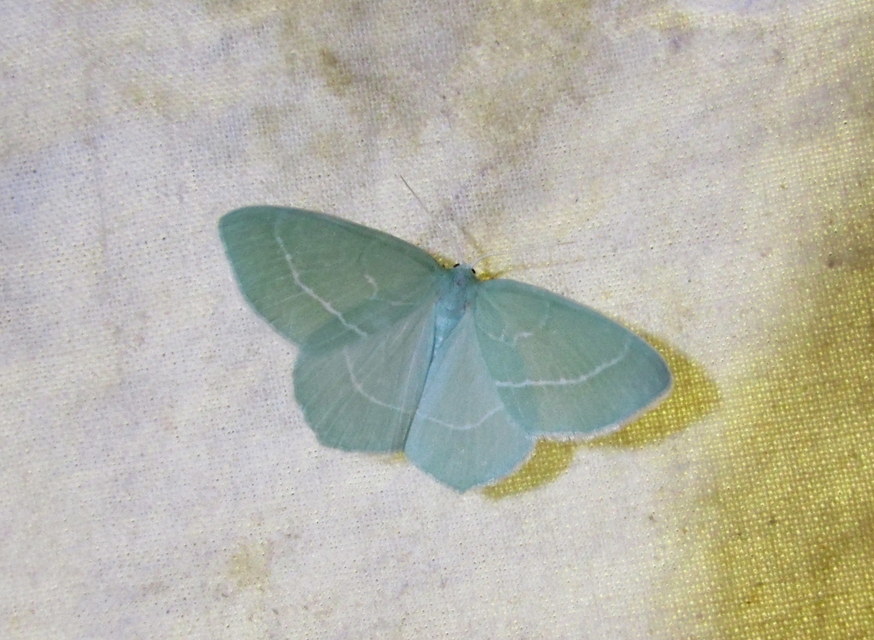 Hemistola chrysoprasaria - kékes zöldaraszoló