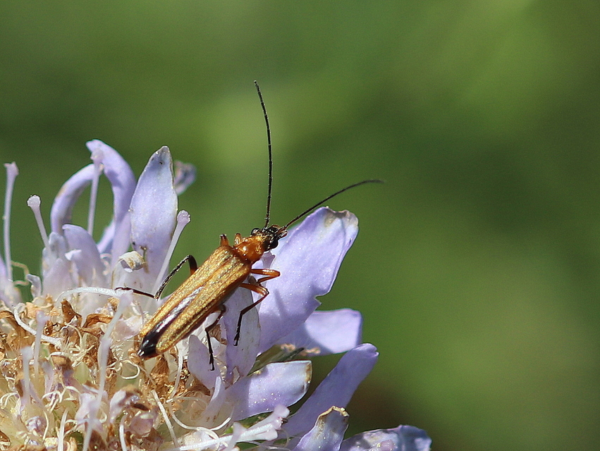 Oedemera podagrariae - székfű-álcincér