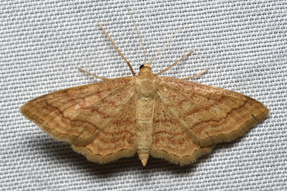 Idaea rufaria - vörhenyes sávosaraszoló