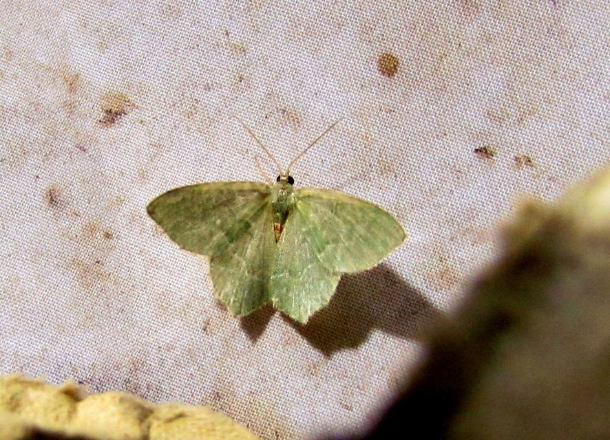 Hemithea aestivaria - nyír-zöldaraszoló