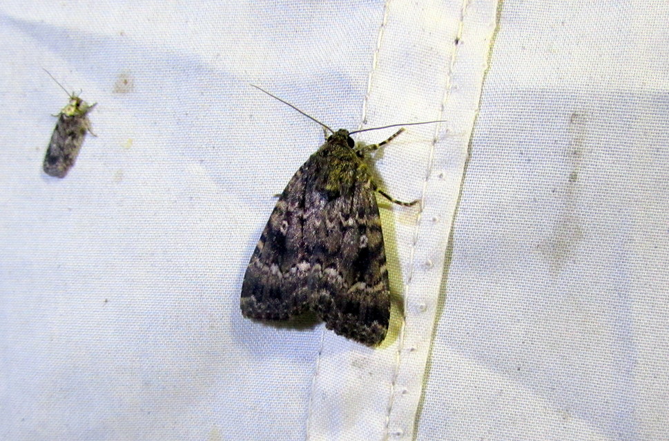 Amphipyra pyramidea - fahéjszínű bagoly