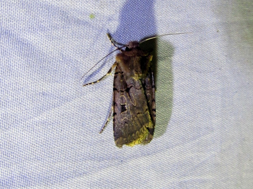Chersotis rectangula - barna földibagoly