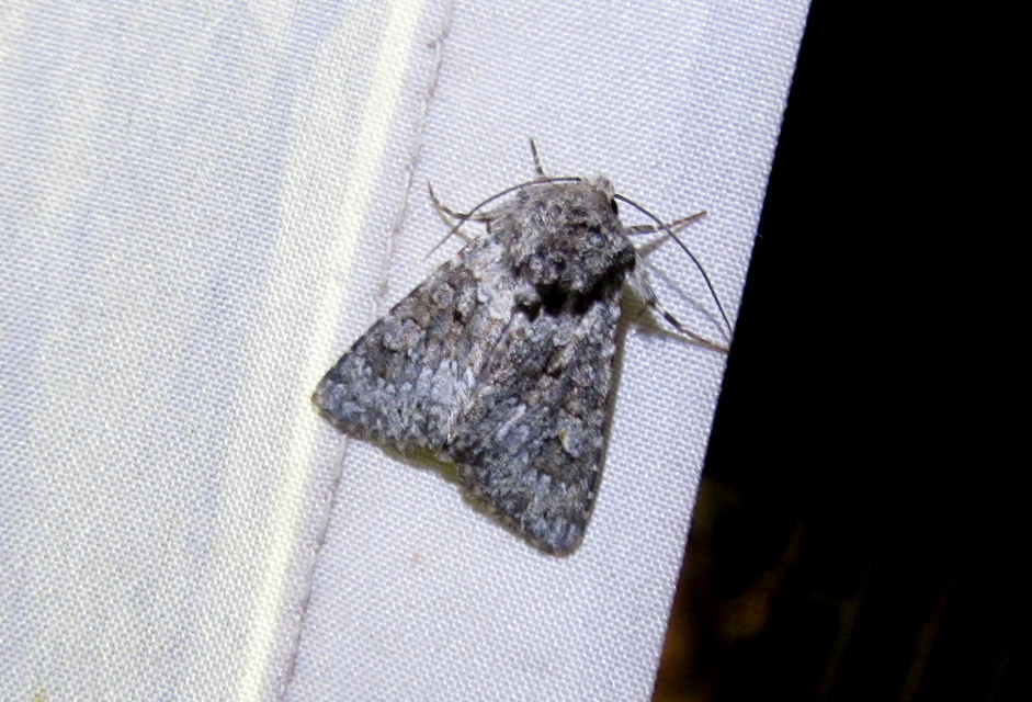 Hecatera dysodea - parajbagoly