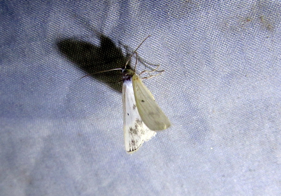 Lomographa temerata - foltos fehéraraszoló