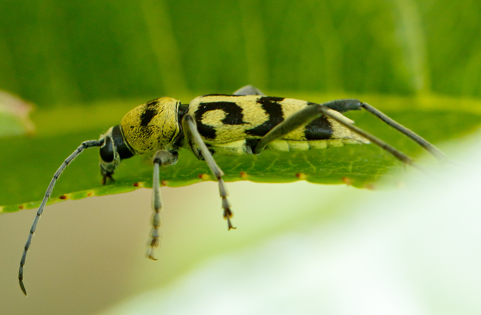 Chlorophorus varius - díszes darázscincér