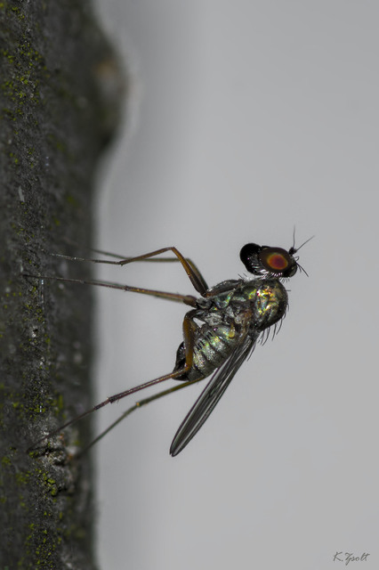 Medetera