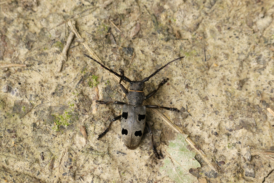 Morimus asper funereus - gyászcincér
