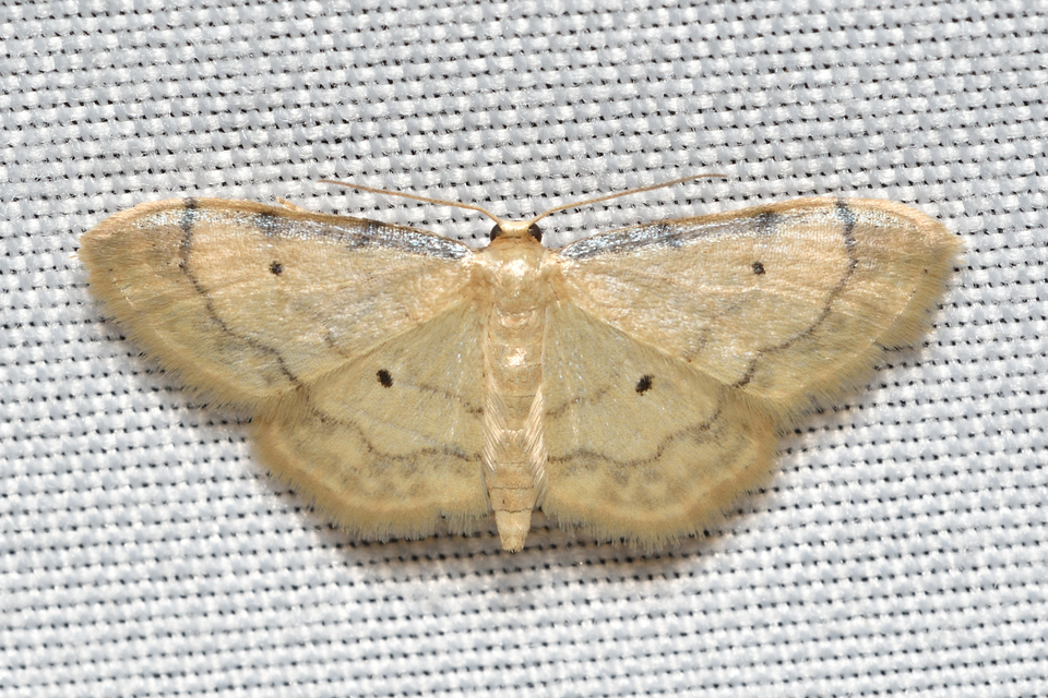 Idaea politaria - vonalas apróaraszoló