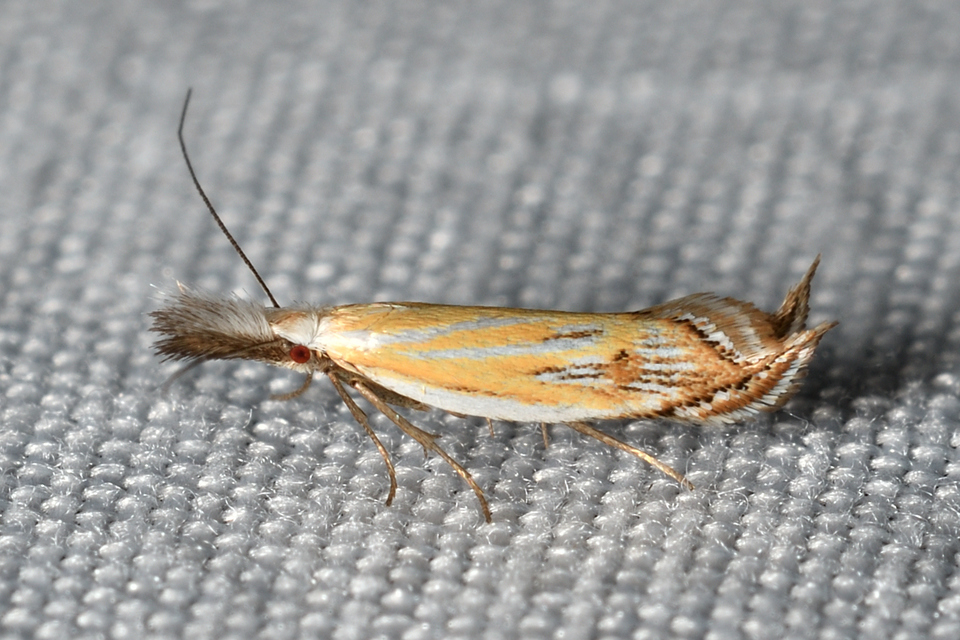 Holoscolia huebneri - sarlósszárnyú csíkosmoly