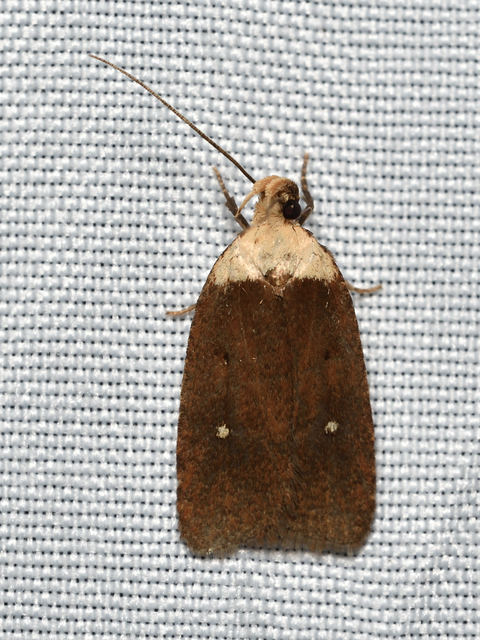 Agonopterix furvella - ezerjófű-laposmoly