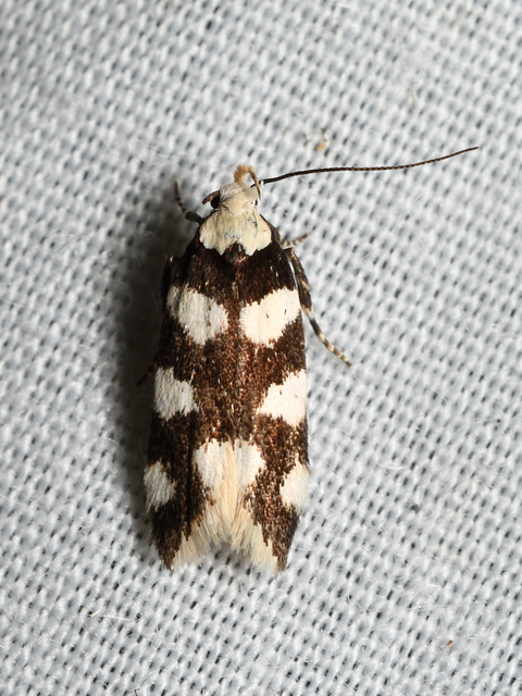 Pseudotelphusa tessella - sóskafamoly
