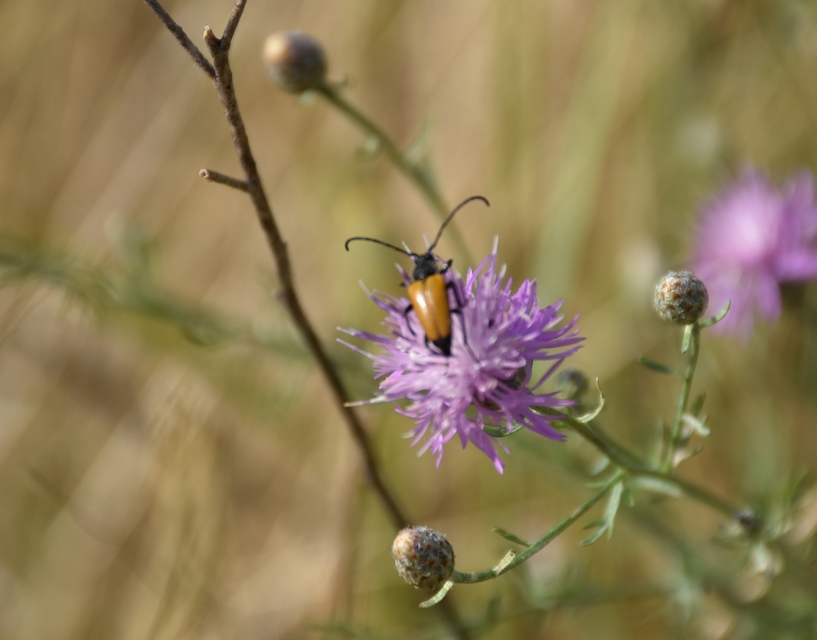 Stictoleptura fulva - vörhenyes virágcincér