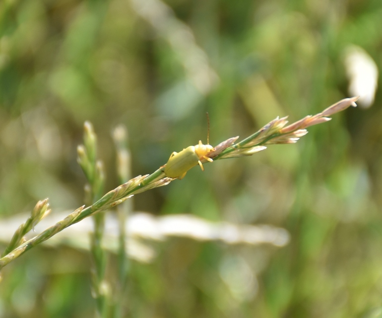 Cteniopus sulphureus - közönséges kénbogár