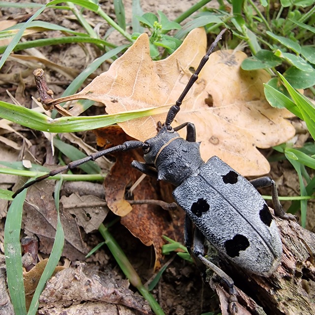 Morimus asper funereus - gyászcincér