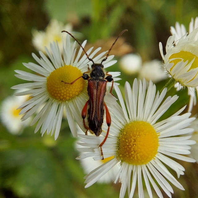 Stenopterus rufus - tarkacsápú keskenyfedőscincér