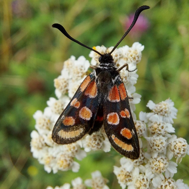 Zygaena carniolica - fehérgyűrűs csüngőlepke