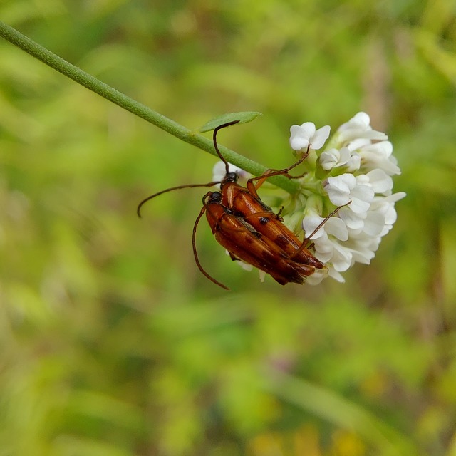 Stenurella septempunctata - hétpettyes karcsúcincér