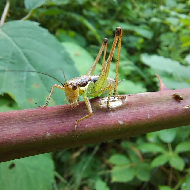 Pachytrachis gracilis - karcsú szöcske