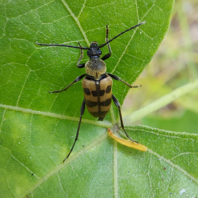 Pachytodes erraticus - rajzos virágcincér