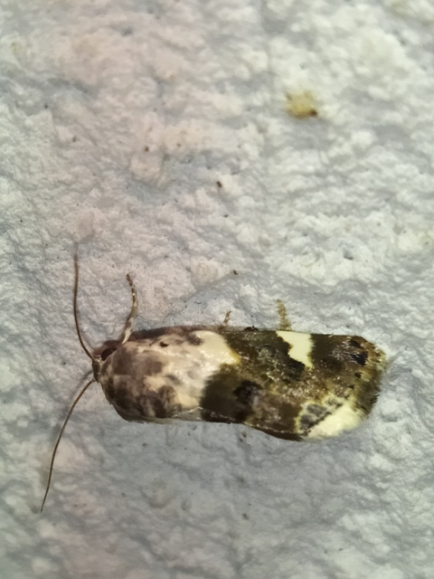 Acontia lucida - fehér nappalibagoly