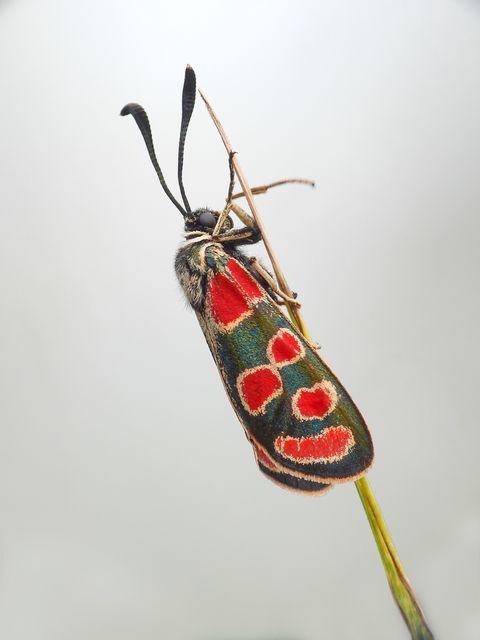 Zygaena carniolica - fehérgyűrűs csüngőlepke