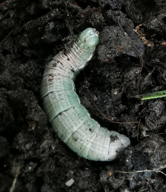 Drymonia dodonea - bélyeges púposszövő
