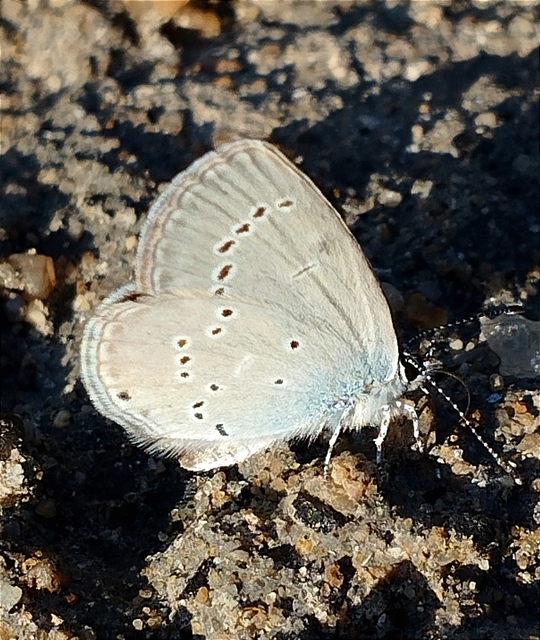 Cupido minimus - törpeboglárka Cupido minimus - törpeboglárka