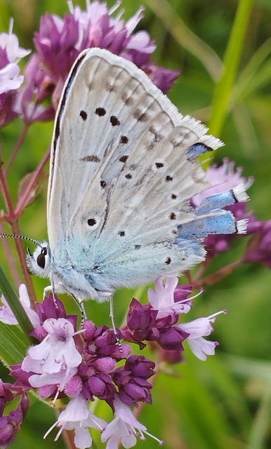 Polyommatus daphnis - csipkés boglárka