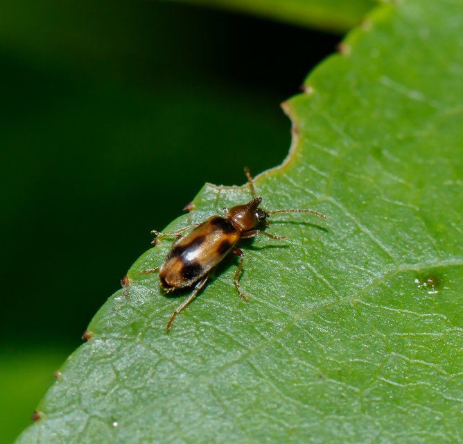 Notoxus monoceros - sárgahasú nyakszarvúbogár
