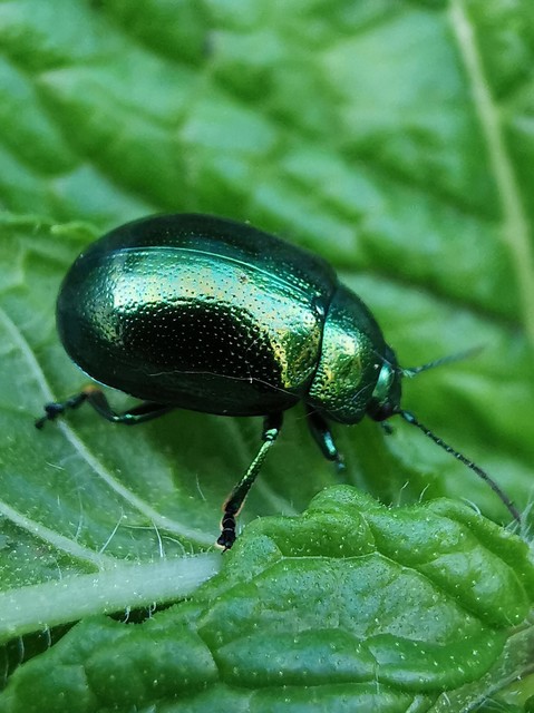 Chrysolina herbacea - zöld mentalevelész