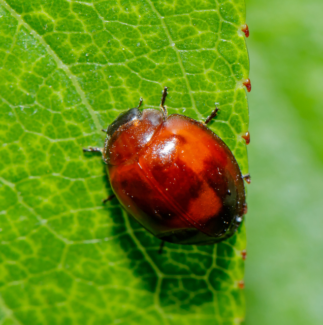 Exochomus quadripustulatus - négyfoltos szerecsenkata