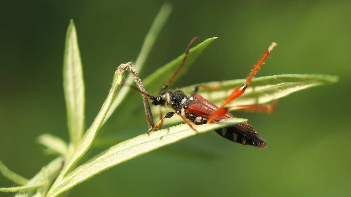 Stenopterus rufus - tarkacsápú keskenyfedőscincér