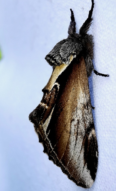 nyírfa-púposszövő - Pheosia gnoma