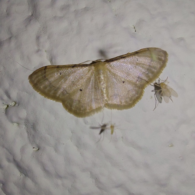 Idaea politaria - vonalas apróaraszoló
