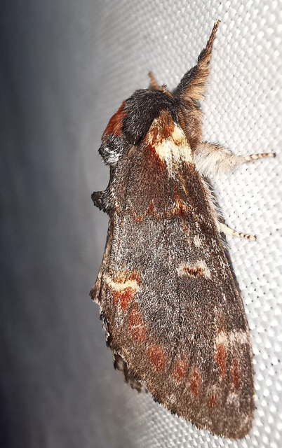 tevehátú púposszövő - Notodonta dromedarius