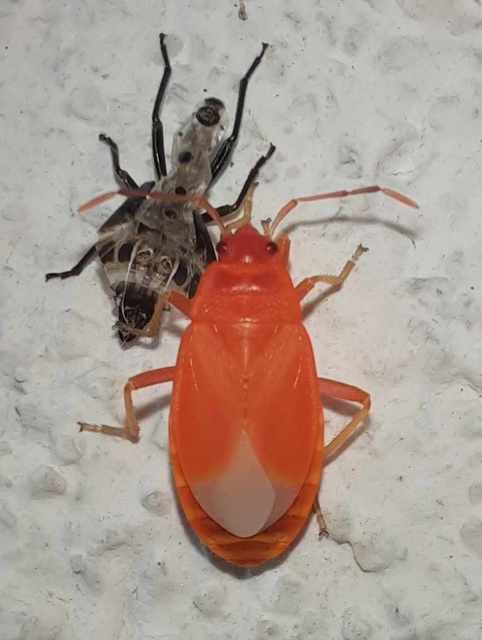 Pyrrhocoris apterus - verőköltő poloska