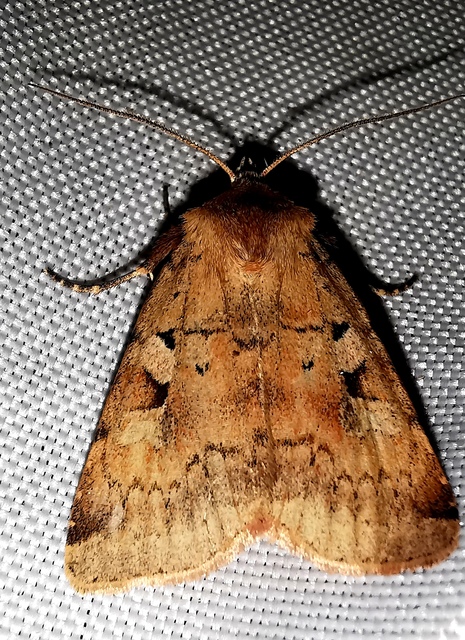 pirosrojtú földibagoly - Diarsia mendica