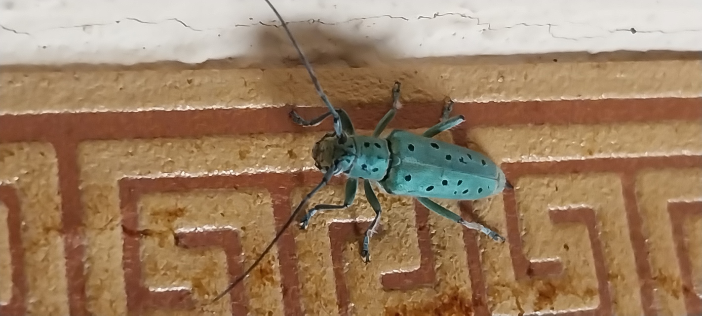 Saperda punctata - pettyes szilcincér Saperda punctata - pettyes szilcincér
