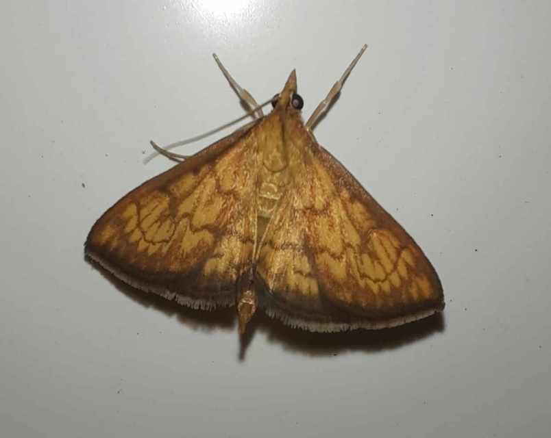 Ecpyrrhorrhoe rubiginalis - rozsdavörös tűzmoly