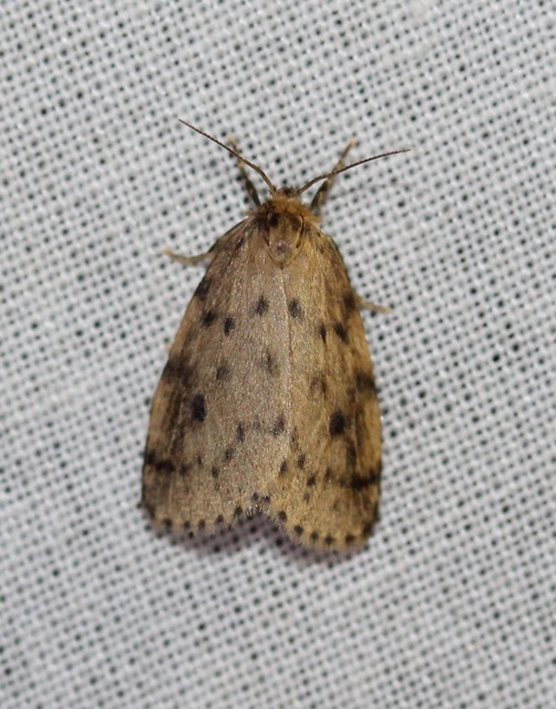 Thumata senex - mocsári medvelepke