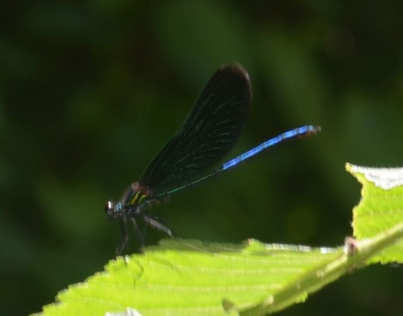 Calopteryx virgo - kisasszony-szitakötő