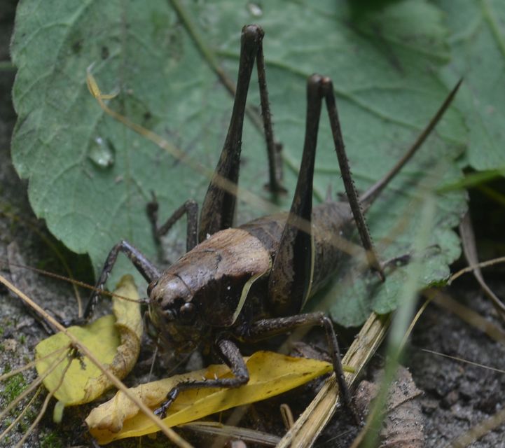 Pholidoptera aptera - nagy avarszöcske