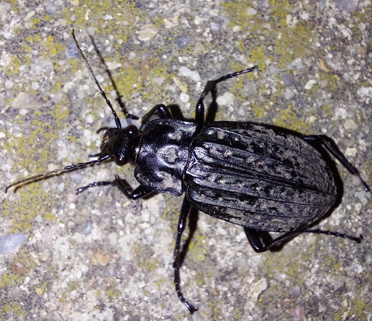 Carabus clathratus auraniensis - szárnyas futrinka
