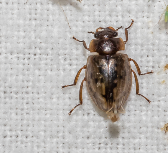 Spercheus emarginatus - ciripelő dajkacsibor