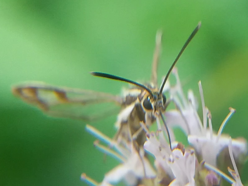 Sesiidae - szitkárfélék