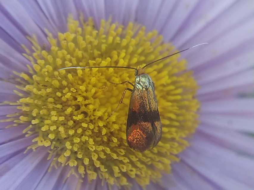 Nemophora